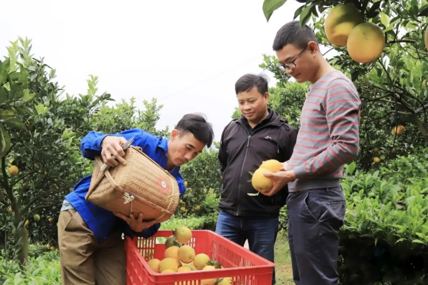 Đài PTTH Hà Nội